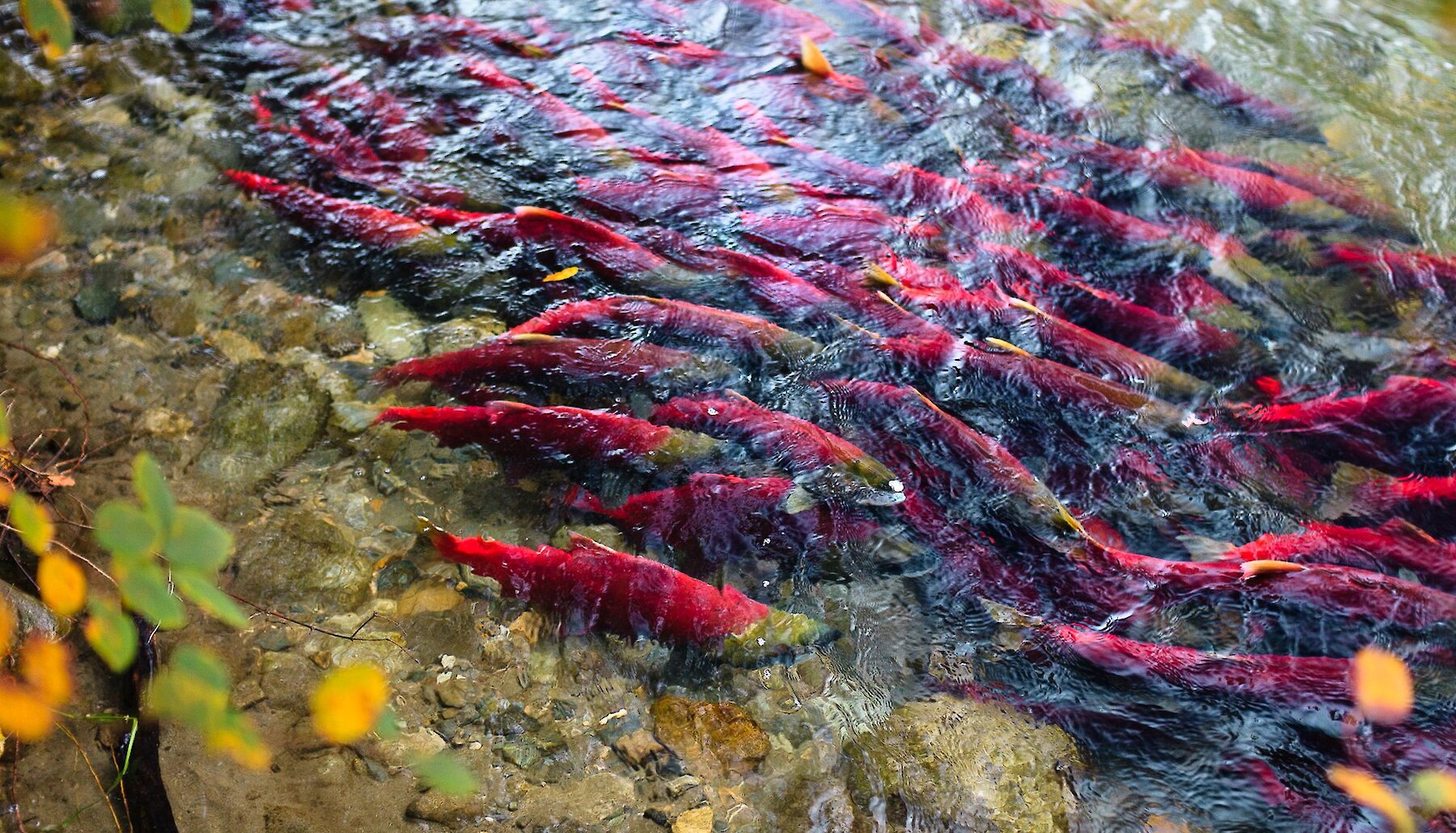 A mass of red salmon are seen spawning in shallow water in Adams River, near Kamloops BC.