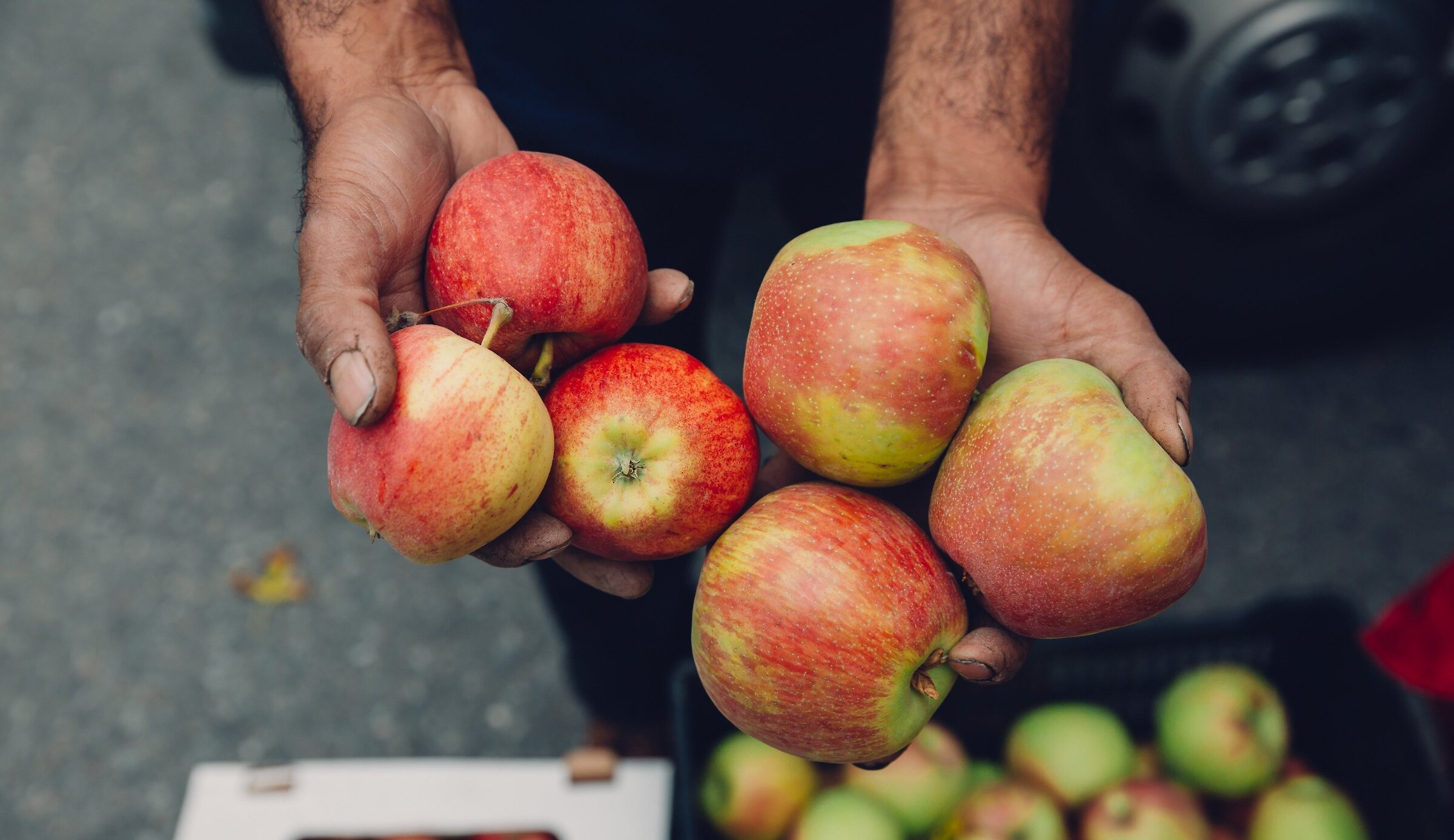 A farmer holding fresh apples for sale at the Farmers Market