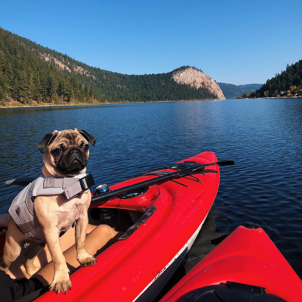 Two kayakers with pug exploring Paul Lake one of the many Kamloops area lakes.