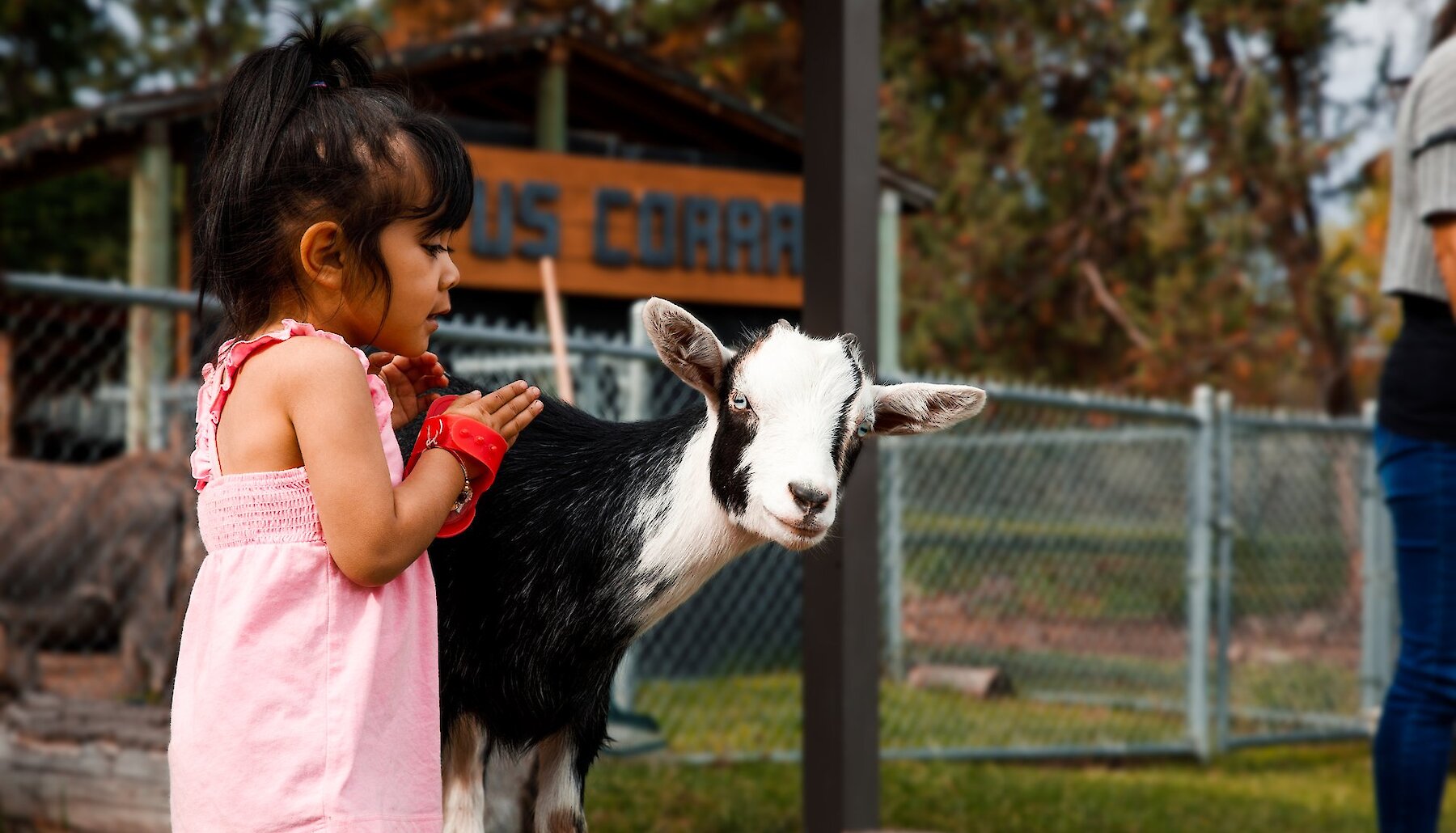 A girl grooming at goat from the Home Hardware Family Farm at the BC Wildlife Park in Kamloops, BC.