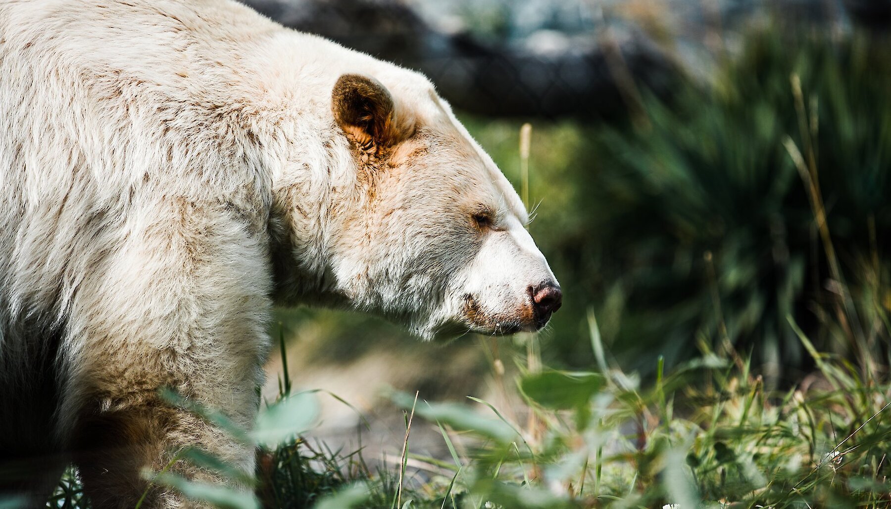 Clover the Kermode Bear in his habitat at the BC Wildlife Park in Kamloops BC.