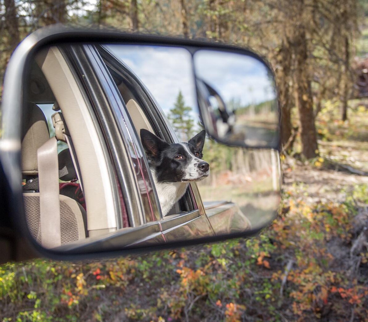 A dog's reflection in a car mirror.