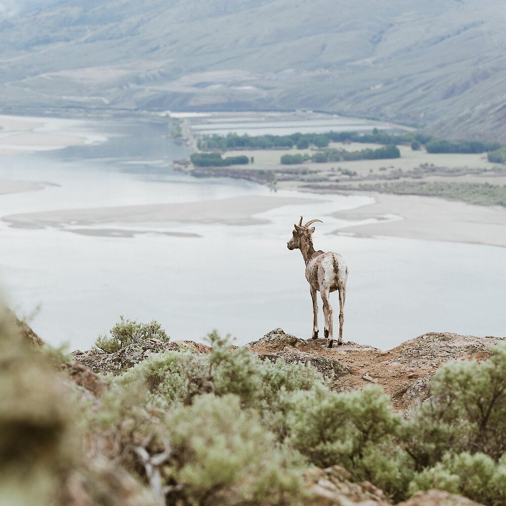 A mountain sheep overlooks a rocky ridge covered with sagebrush, Kamloops Lake is visible in the background.