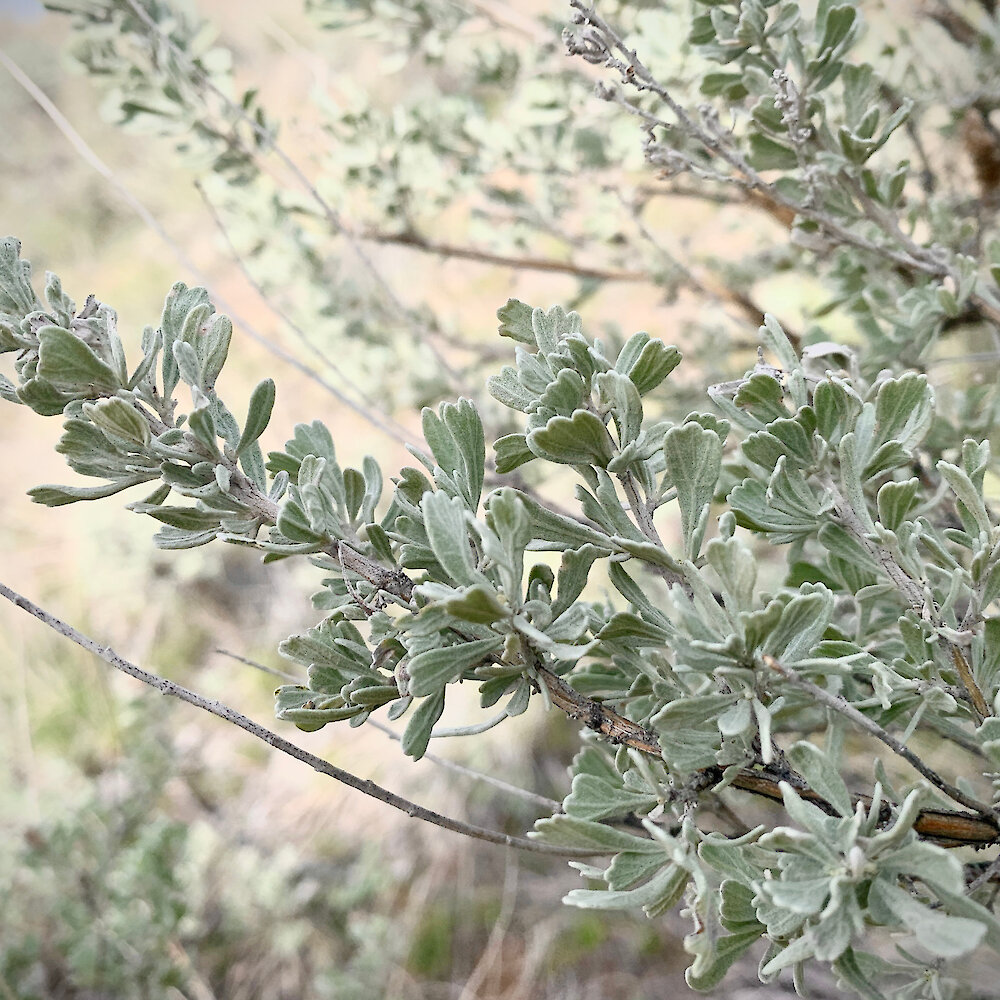 A close-up of a sagebrush plant near Kamloops BC.