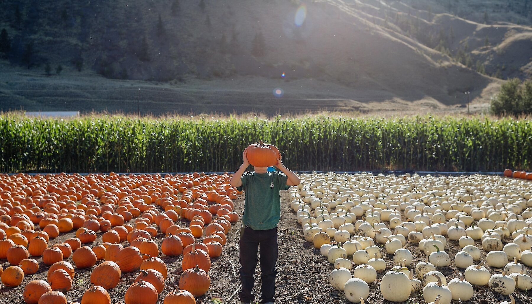 A boy holds a pumpkin up over his face at the Horsting's Farm pumpkin patch with a corn maze in the background.