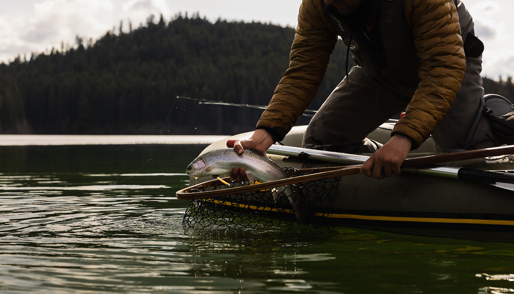 Fisherman on a boat grabbing a fish from the net in Kamloops, BC
