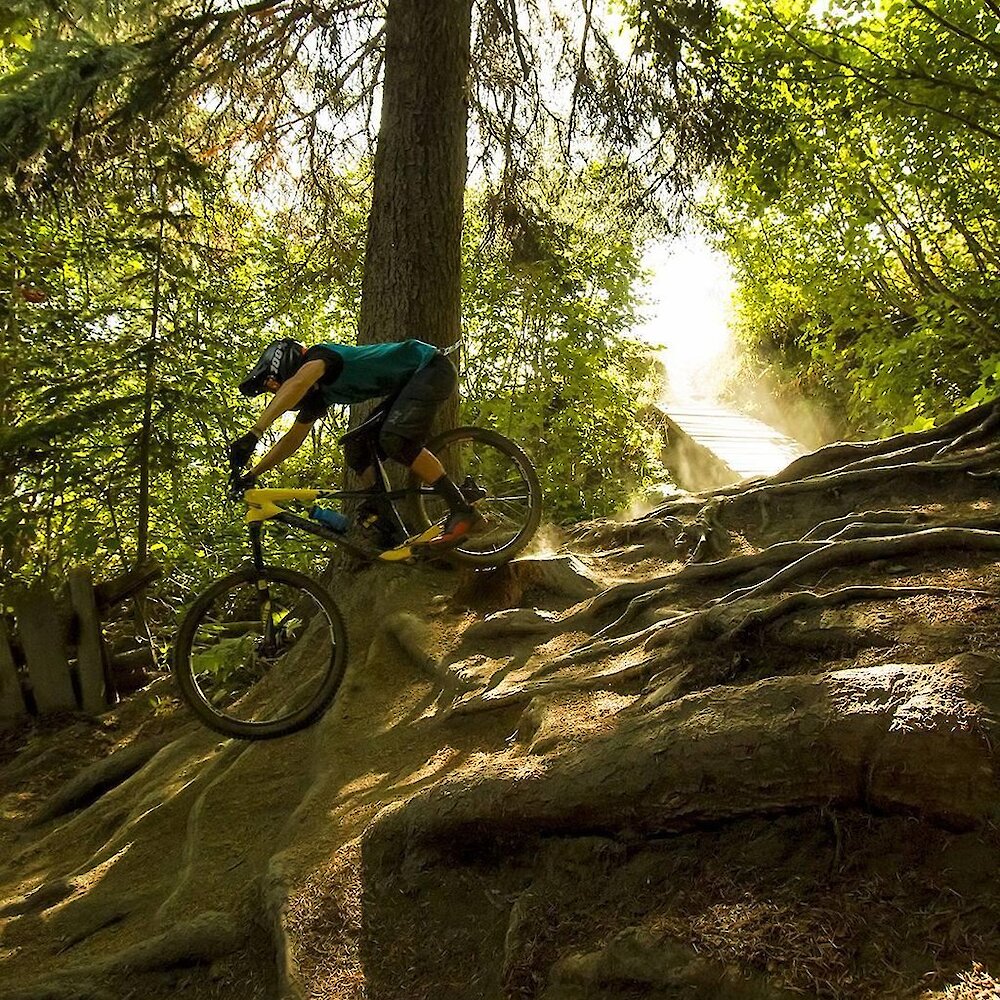 A rider navigates exposes tree roots on a mountain bike at Sun Peaks BC